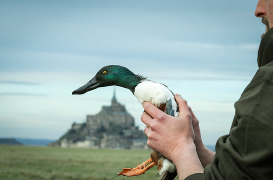 Pourquoi un canard ? L’histoire (pas si banale) du logo de Baie du Mont - BDM 